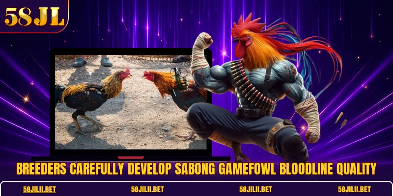 Breeders carefully develop sabong gamefowl bloodline quality
