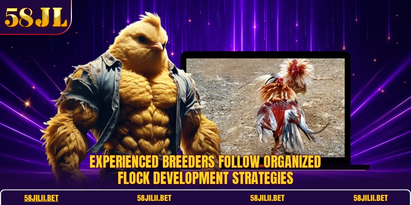 Experienced breeders follow organized flock development strategies