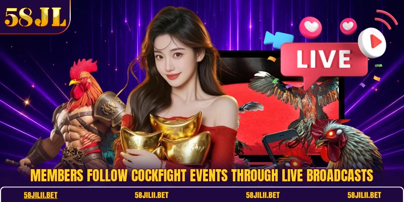 Members follow cockfight events through live broadcasts
