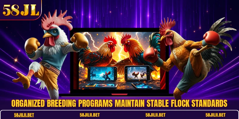 Organized breeding programs maintain stable flock standards