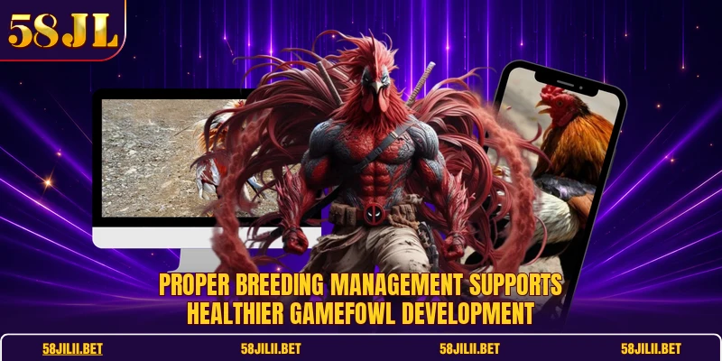 Proper breeding management supports healthier gamefowl development