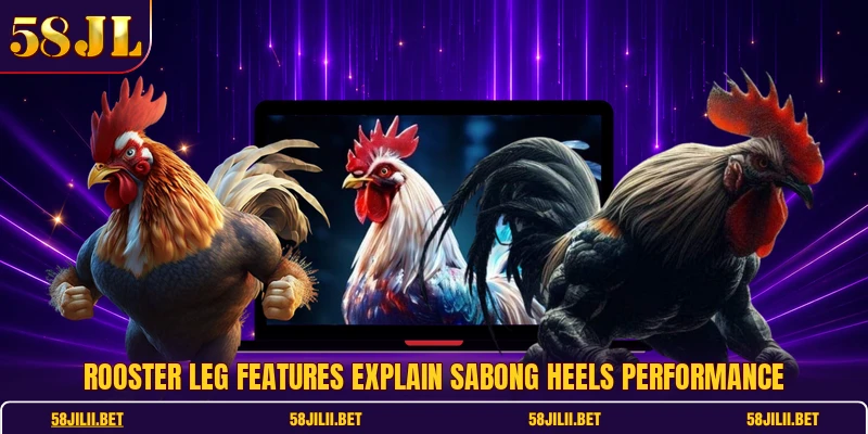Rooster leg features explain sabong heels performance